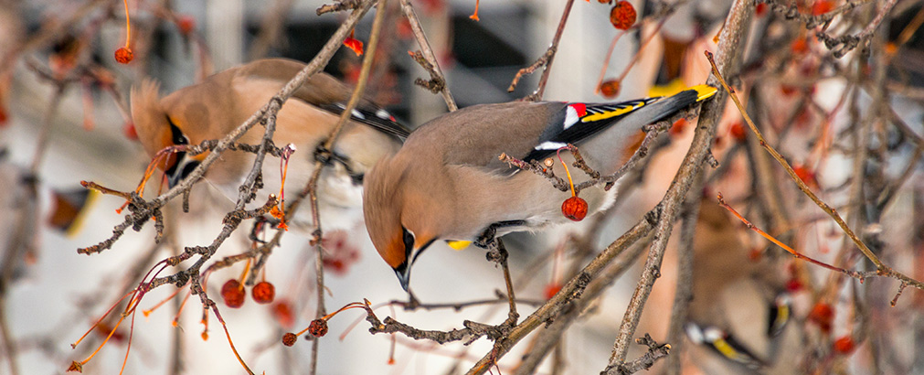 NOVOSIBIRSK | RUSSIA