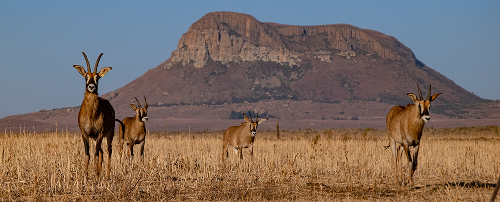 HARRISMITH | SOUTH AFRICA