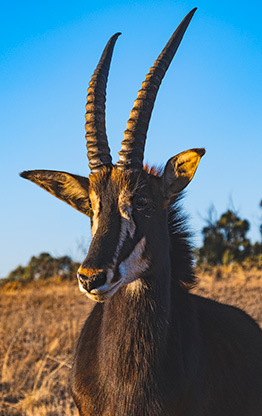 HARRISMITH | SOUTH AFRICA
