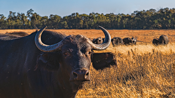 HARRISMITH | SOUTH AFRICA