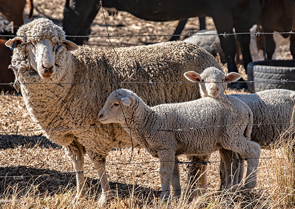 HARRISMITH | SOUTH AFRICA