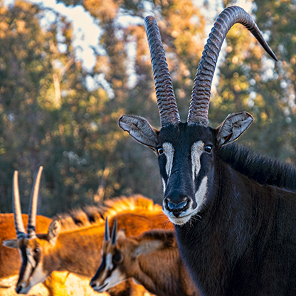 HARRISMITH | SOUTH AFRICA