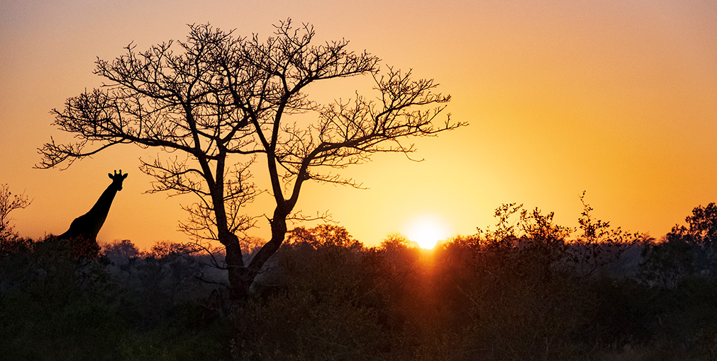 KRUGER NATIONAL PARK | SOUTH AFRICA