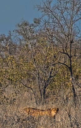 KRUGER NATIONAL PARK | SOUTH AFRICA