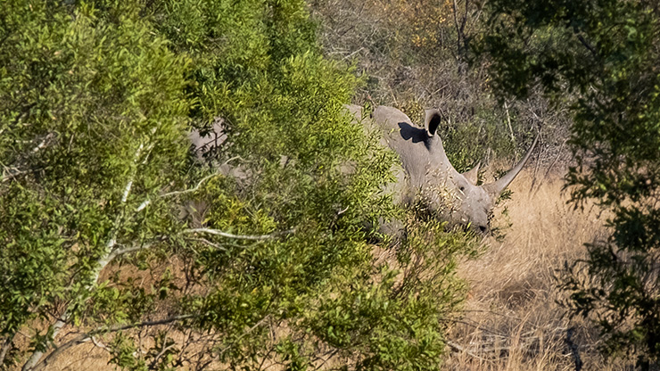 KRUGER NATIONAL PARK | SOUTH AFRICA