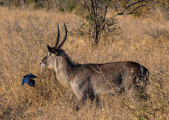 KRUGER NATIONAL PARK | SOUTH AFRICA