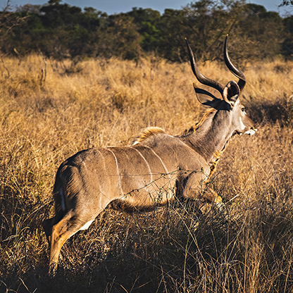 KRUGER NATIONAL PARK | SOUTH AFRICA