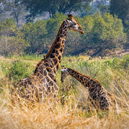 KRUGER NATIONAL PARK | SOUTH AFRICA