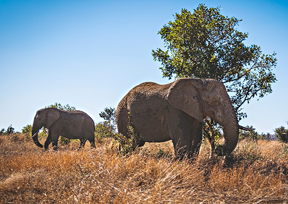 KRUGER NATIONAL PARK | SOUTH AFRICA