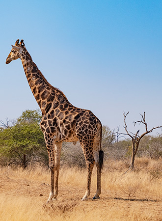 KRUGER NATIONAL PARK | SOUTH AFRICA