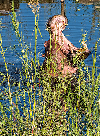 KRUGER NATIONAL PARK | SOUTH AFRICA