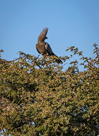 KRUGER NATIONAL PARK | SOUTH AFRICA