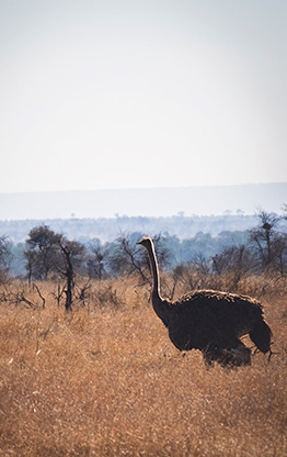 KRUGER NATIONAL PARK | SOUTH AFRICA