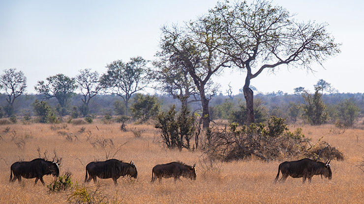 KRUGER NATIONAL PARK | SOUTH AFRICA