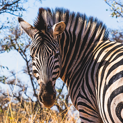 KRUGER NATIONAL PARK | SOUTH AFRICA