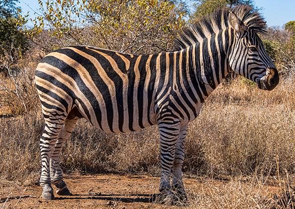 KRUGER NATIONAL PARK | SOUTH AFRICA