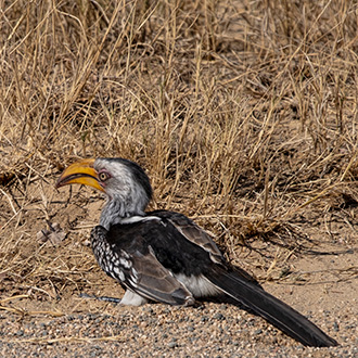KRUGER NATIONAL PARK | SOUTH AFRICA