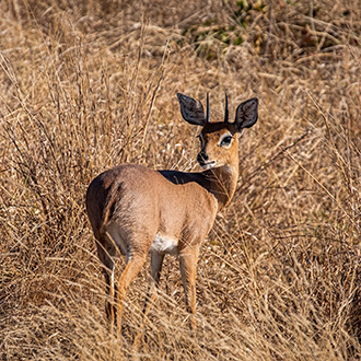 KRUGER NATIONAL PARK | SOUTH AFRICA