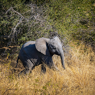 KRUGER NATIONAL PARK | SOUTH AFRICA