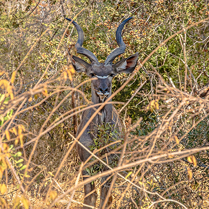 KRUGER NATIONAL PARK | SOUTH AFRICA
