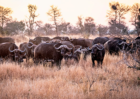 KRUGER NATIONAL PARK | SOUTH AFRICA