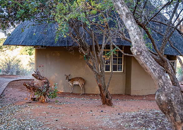 KRUGER NATIONAL PARK | SOUTH AFRICA