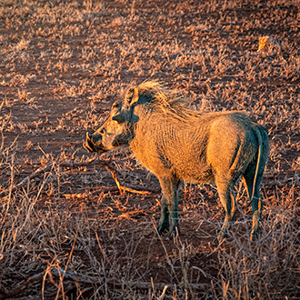 KRUGER NATIONAL PARK | SOUTH AFRICA