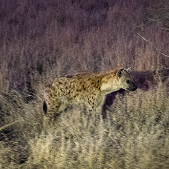 KRUGER NATIONAL PARK | SOUTH AFRICA