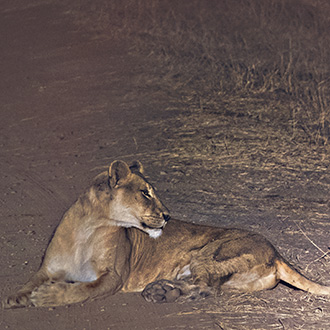 KRUGER NATIONAL PARK | SOUTH AFRICA