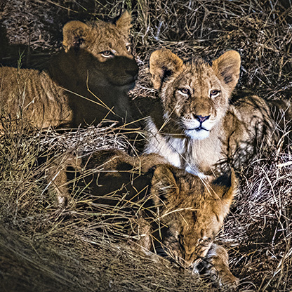 KRUGER NATIONAL PARK | SOUTH AFRICA