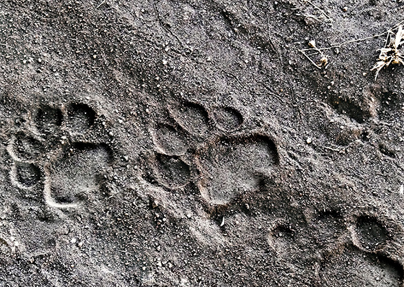 KRUGER NATIONAL PARK | SOUTH AFRICA