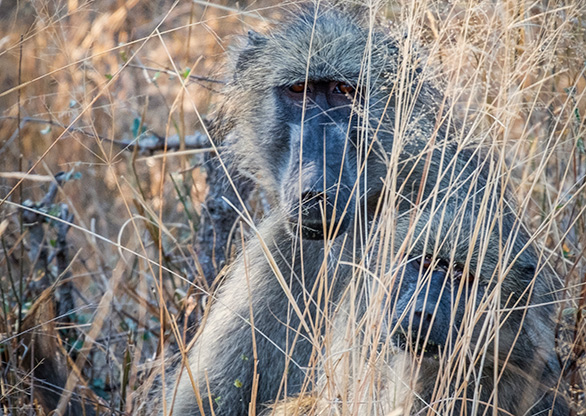 KRUGER NATIONAL PARK | SOUTH AFRICA