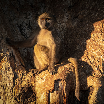 KRUGER NATIONAL PARK | SOUTH AFRICA
