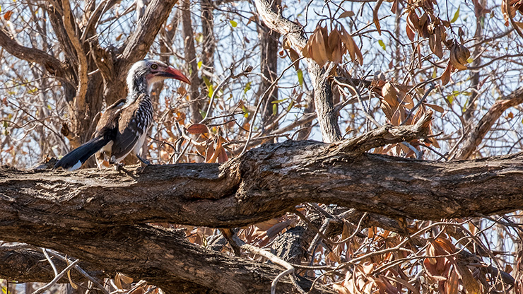 KRUGER NATIONAL PARK | SOUTH AFRICA