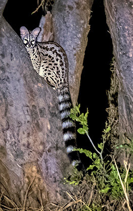 KRUGER NATIONAL PARK | SOUTH AFRICA