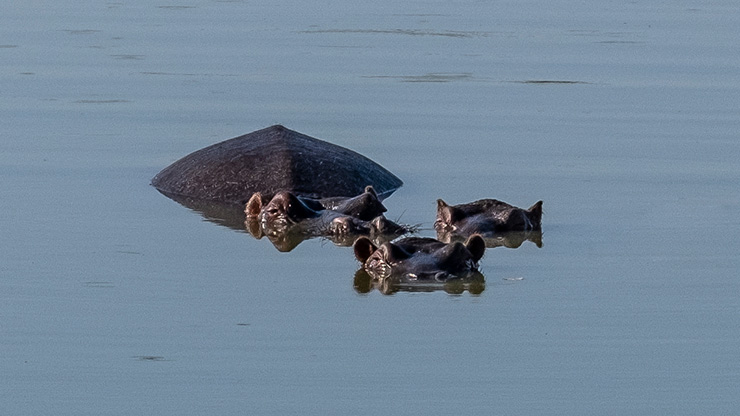 KRUGER NATIONAL PARK | SOUTH AFRICA
