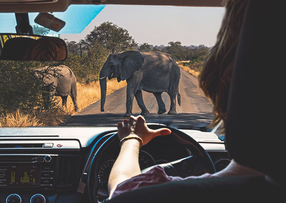 KRUGER NATIONAL PARK | SOUTH AFRICA