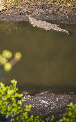 KRUGER NATIONAL PARK | SOUTH AFRICA