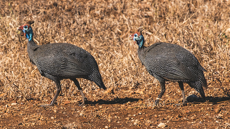 KRUGER NATIONAL PARK | SOUTH AFRICA