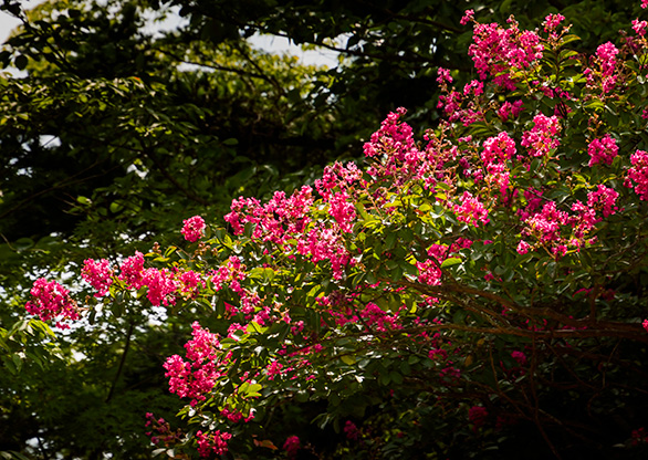 GYEONGJU | SOUTH KOREA