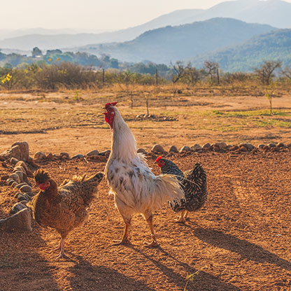 NCABANENI | SWAZILAND