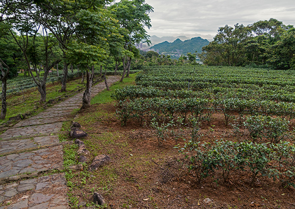 TAIWAN WULAI | TAIWAN