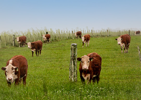 FORT SANTA TERESA | URUGUAY