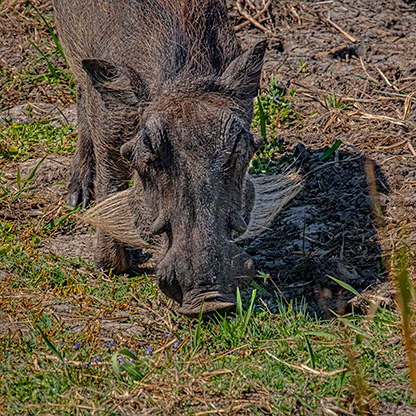 VICTORIA FALLS | ZIMBABWE
