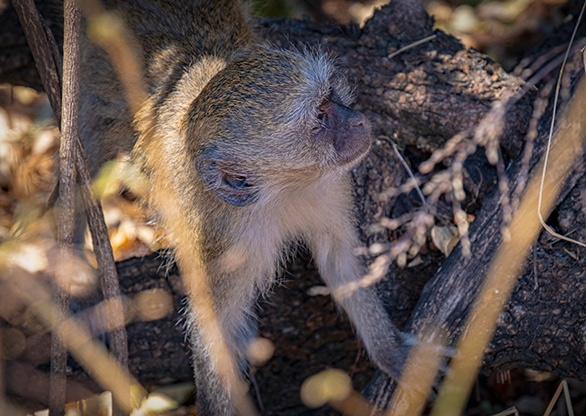 VICTORIA FALLS | ZIMBABWE