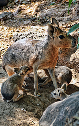 BUENOS AIRES | ARGENTINA