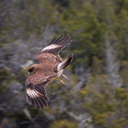 BARILOCHE | ARGENTINA