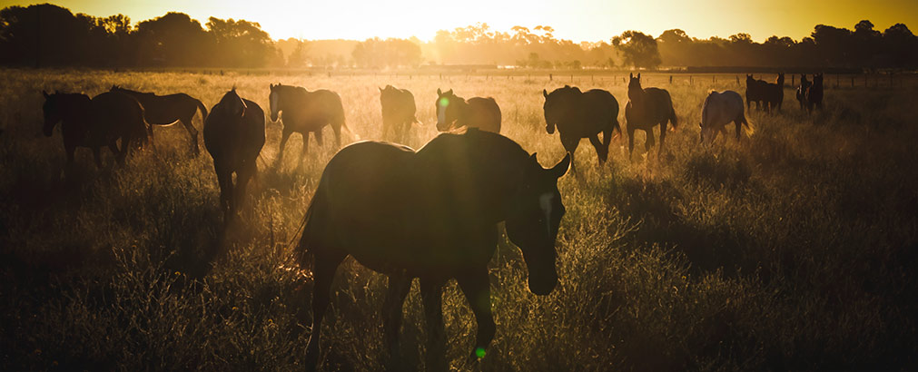 SANTA ROSA | ARGENTINA