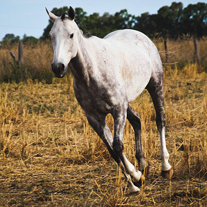 SANTA ROSA | ARGENTINA
