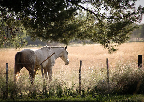 SANTA ROSA | ARGENTINA